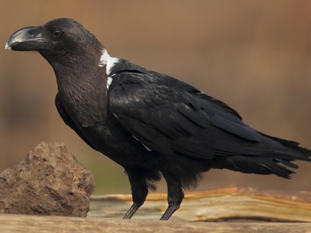Read more about White-necked Raven