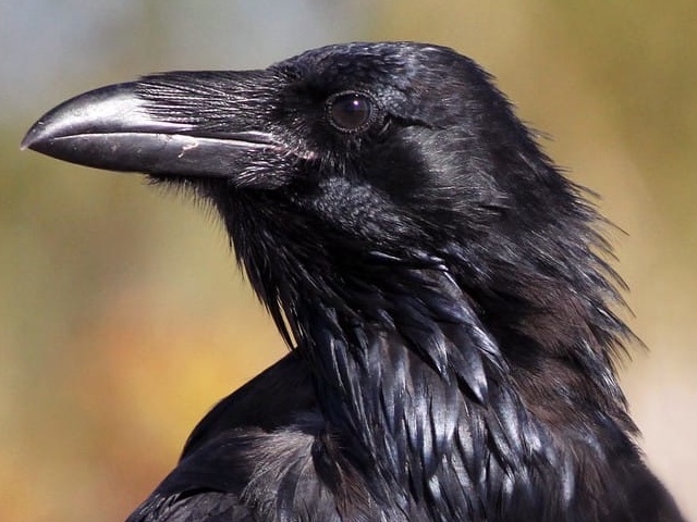 Read more about White-necked Raven