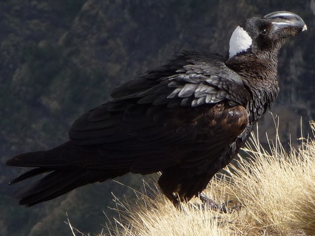 Read more about We knew ravens are smart. But not this smart