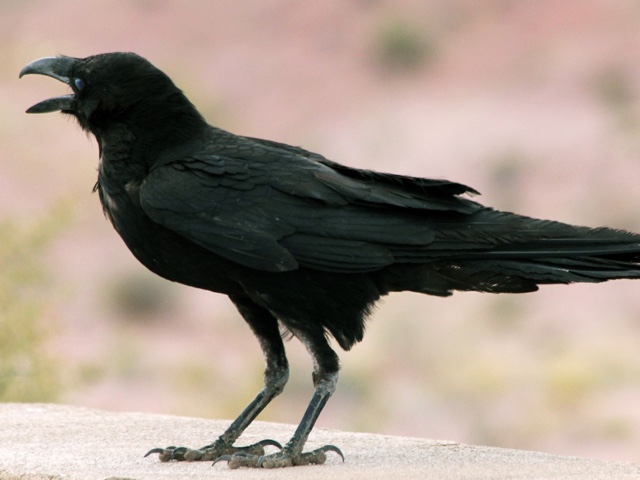 Read more about We knew ravens are smart.